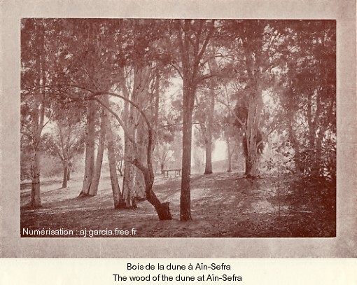 Bois de la dune  An-Sefra.