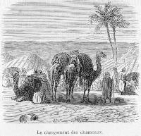 Le chargement des chameaux.