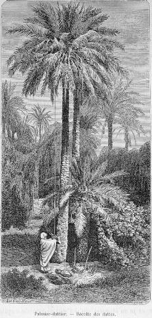 Palmiers-dattier. - Rcolte des dattes.