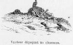 Vautour dépeçant un chameau.