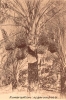 25-Cueillete-Dattes.jpg