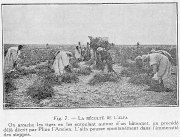 Fig. 7. - LA RCOLTE DE L'ALFA On arrache les tiges en les enroulant autour d'un btonnet, un procd dj dcrit par Pline l'Ancien. L'alfa pousse spontanment dans l'immensit des steppes.