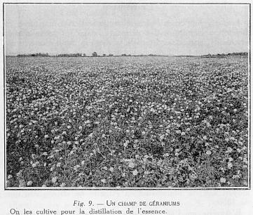 Fig. 9 - UN CHAMP DE GRANIUMS On les cultive pour la distillation de l'essence.