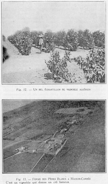 Fig. 12 - UN BEL CHANTILLON DE VIGNOBLE ALGRIEN - Fig. 13 - FERME DES PRES BLANCS  MAISON-CARRE