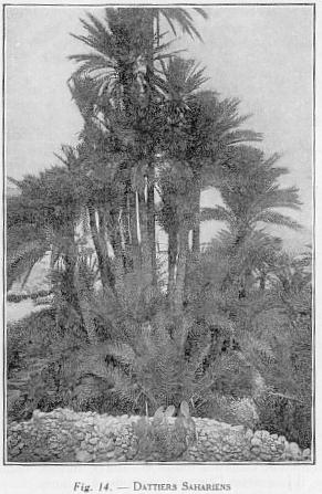Fig. 14 - DATTIERS SAHARIENS