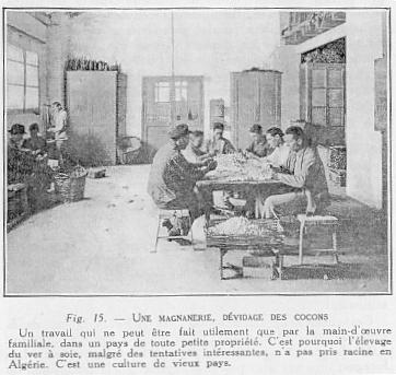 Fig. 15. - UNE MAGNANERIE, DVIDAGE DES COCONS n travail qui ne peut tre fait utilement que par la main-d'oeuvre familiale, dans un pays de toute petite proprit. C'est pourquoi l'levage du ver  soie, malgr des tentatives intressantes, n'a pas pris racine en Algrie. C'est une culture de vieux pays.