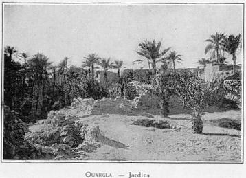 OUARGLA. - Jardins