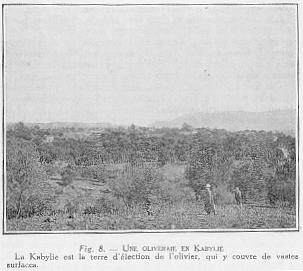 Fig. 8. - UNE OLIVERAIE EN KABYLIE - La Kabylie est la terre d'lection de l'olivier, qui y couvre de vastes surfaces.