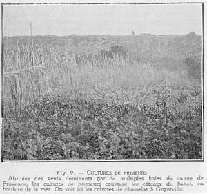Fig. 9. - CULTURES DE PRIMEURS - Abrites des vents dominants par de multiples haies de canne de Provence, les cultures de primeurs couvrent les coteaux du Sahel, en bordure de la mer. On voit ici les cultures de chasselas  Guyotville.