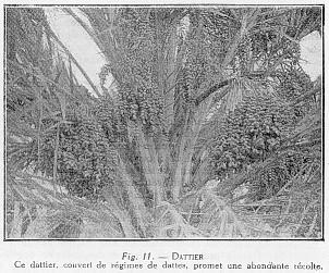 Fig. 11 - DATTIER - Ce dattier, couvert de rgimes de dattes, promet une abondante rcolte.