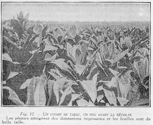 Fig. 12. - UN CHAMP DE TABAC, UN PEU AVANT LA RCOLTE - Les plantes atteignent des dimensions imposantes et les feuilles sont de belle taille.