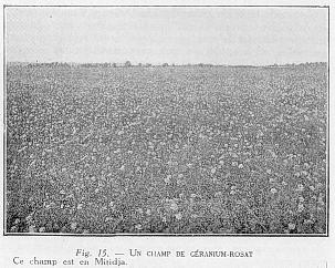 Fig. 15. - UN CHAMP DE GRANIUM-ROSAT Ce champ est en Mitidja.