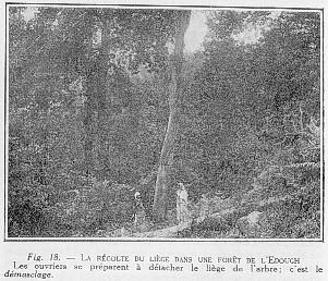 Fig. 18. - LA RCOLTE DU LIGE DANS UNE FORT DE L EDOUGH - Les ouvriers se prparent  dtacher le lige de l'arbre; c'est le dmasclage.