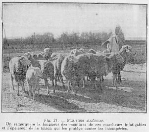 Fig. 21. - MOUTONS ALGRIENS - On remarquera la longueur des membres de ces marcheurs infatigables et l'paisseur de la toison qui les protge contre les intempries.