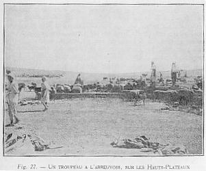 Fig. 22. - UN TROUPEAU A L'ABREUVOIR, SUR LES HAUTS-PLATEAUX