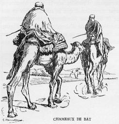 Chameaux de bât.